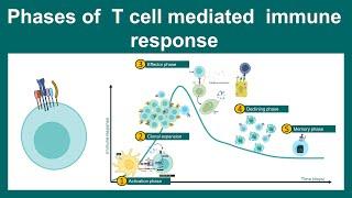 T cell response phases | T cell response kinetics | Immunology