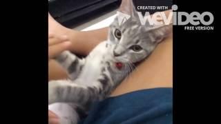 Funniest Animal Vine Collection