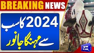 Eid-ul-Adha 2024 | Most Expensive Animal of 2024 | Dunya News