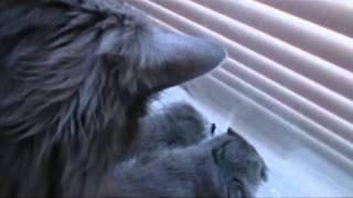 Nebelung Cat Bug Hunt.