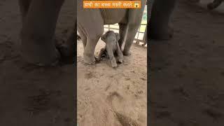 hathi ka baccha...playing with Mother elephant #animalslife #animalshorts #nature