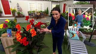 Phillip Watson Designs 4 pc Colorful Cannova Canna Live Plants on QVC