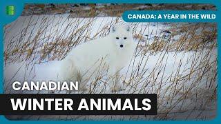 Polar Bear Cubs' First Journey - Canada: A Year In The Wild - Wildlife Documentary