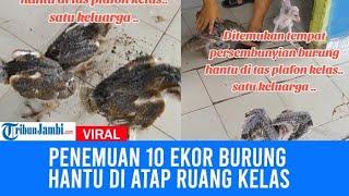 Viral Penemuan 10 Ekor Burung Hantu Di Atap Ruang Kelas, Curi Perhatian