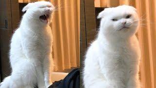 Try Not To Laugh  New Funny Cats Video  - MeowFunny Part 23