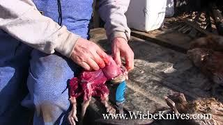 Skinning Muskrat with Mark Steck