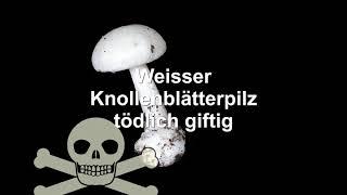 Giftpilze tödlich mit Heiner unterwegs Heiner Mauck Filme