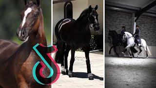 The BEST HORSE TikTok Compilation #4