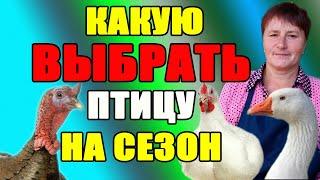 Какую птицу выбрать на СЕЗОН для маленького хозяйства.