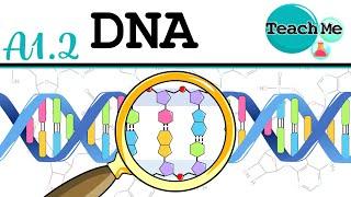 (A1.2) -  DNA [Nucleic Acids] - IB Biology (SL/HL)