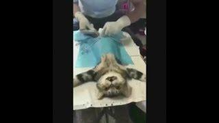 Cat after castration