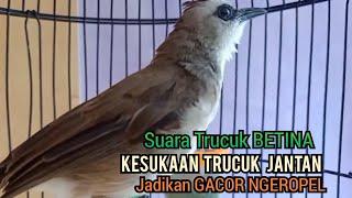 trucuk Betina memanggil jantan, Sangat ampuh untuk Pancingan trucukan gacor agar bunyi EMOSI,