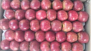 Today's Royal Apple Market in Shimla | Parala Fruit Mandi | Himalayan Farming | Live Update