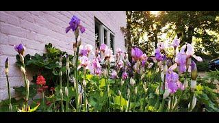 Bearded Irises