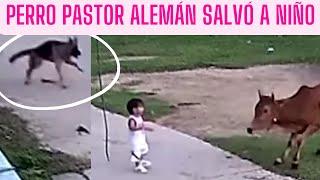 PERRO PASTOR ALEMAN SALVO A UN NIÑO