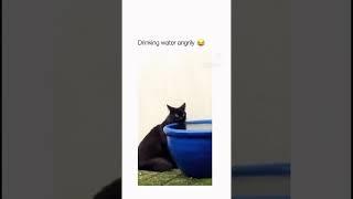 Drinking water angrily #techtitan #funny #techtitans #viralvideo #memes #techmemer #cat #techmemes