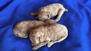 Adorable sleepy poodle puppies @marjopoodles