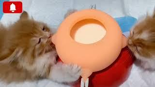 Baby Kittens Feeding Milk  From Artificial Nipples