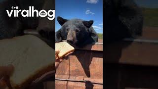 Giving My Sandwich to a Bear in the Dumptser || ViralHog