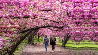 MOST BEAUTIFUL Cherry Blossom Trees in the World