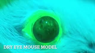 Dry Eye Disease mouse model 2