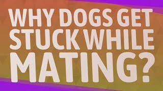 Why dogs get stuck while mating?