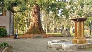 McMinnville Library and City Part Tour