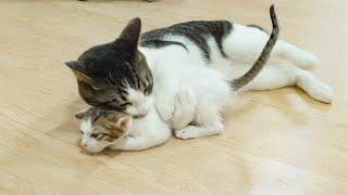 The Big Cat Teaches Two Rescued Kittens Strictly │ Episode.65