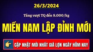 Giá heo hơi ngày hôm nay 26/3/2024 || Tăng vượt TQ đến hơn 8.000 đồng/kg - Miền Nam lập đỉnh mới