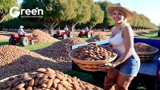 How to BILLIONS of Almonds Harvested & Processed | Agriculture Technology