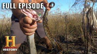 Giant Anacondas Overrun the Everglades | Swamp People: Serpent Invasion | Full Episode | History