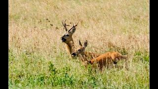 Охота на сибирскую косулю с подхода. (Hunting on Siberian roe deer from the approach).