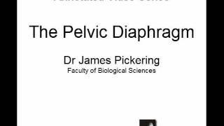 Pelvic Diaphragm