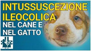 Ileocolic intususception in dogs and cats: complication of unmanaged diarrhea and enteritis