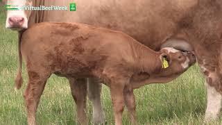 Benefits of Heat Synchronisation and timed AI for suckler cow herds - Artie Birt