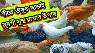 শীতে ঔষুধ ছাড়াই দেশি মুরগী সুস্থ রাখার উপায় desi murgi Palan paddti