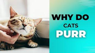 Why do Cats purr | Petify