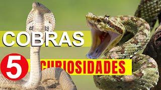 Desvendando os Mistérios das Cobras: Curiosidades Surpreendentes