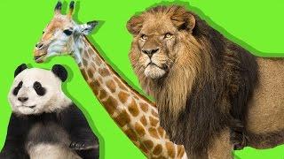 Orman Hayvanlarını Öğreniyoruz | Çocuklar İçin Vahşi Hayvanlar | Eğitici Video