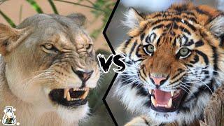 LIONESS VS TIGRESS - Who is The Queen of The Jungle?