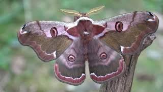 Eastern Emperor Moth: Rinaca (Caligula) boisduvalii breeding!!!