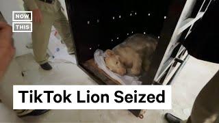 Pet Lion Seized After Seen on TikTok #Shorts