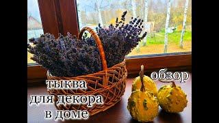 Обзор декоративной тыквы/ Тыква как украшение дома/ #pumpkin #тыква #деревня #осень #обзортыквы