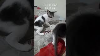 #fightingkids#catfight