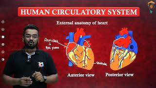 1st PUC - Biology  - Body fluids and circulation