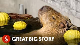 The World's Most Relaxed Rodents - Capybaras