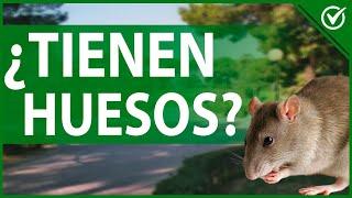  ¿Tienen Huesos los Ratones? - Curiosidades del Cuerpo Esquelético de un Ratón 