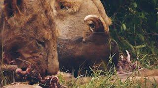 Intense Wildlife Encounter Lion Pride Devours a Warthog in Kruger National Park.