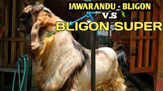 Kambing Jawarandu - Bligon Dan Bligon Super