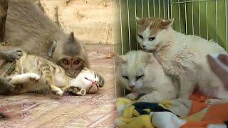 Cats are exhausted from being tortured by monkeys for many years at a zoo in China.